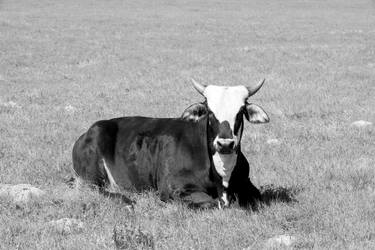 Original Black & White Animal Photography by Ziesook You