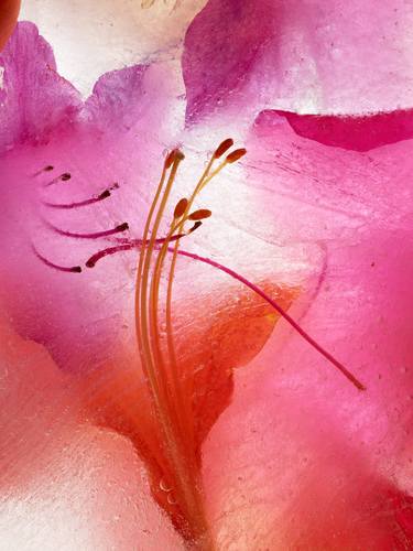 Original Fine Art Floral Photography by Andrea Zvadova