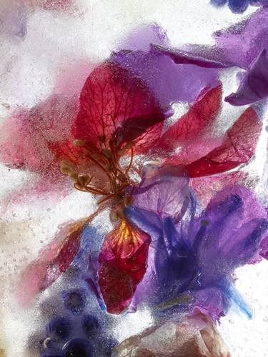 Original Fine Art Floral Photography by Andrea Zvadova