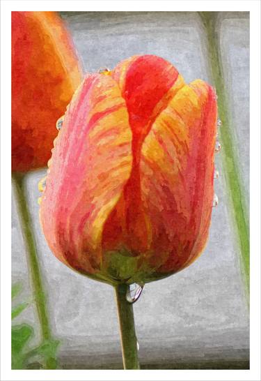 TULIP DEW - Limited Edition of 3 thumb