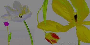 Wide Edition of the FOUR TULIPS - Limited Edition of 10 thumb