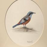 Collection Krishan Kumar Gupta