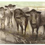 Collection Texas is the Obsession