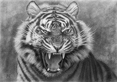 Original Photorealism Animal Drawings by Javier Ramos Julián