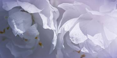 Original Fine Art Floral Photography by Veronica Watson