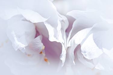 Original Abstract Floral Photography by Veronica Watson