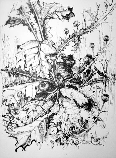 Original Fine Art Botanic Drawings by Tatiana Tokarczuk-Błażusiak