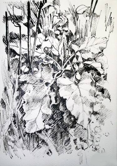 Original Fine Art Botanic Drawings by Tatiana Tokarczuk-Błażusiak