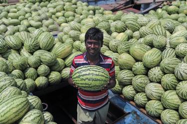 Watermelon Farmer thumb