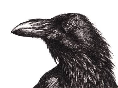 Raven - Pen & Ink thumb