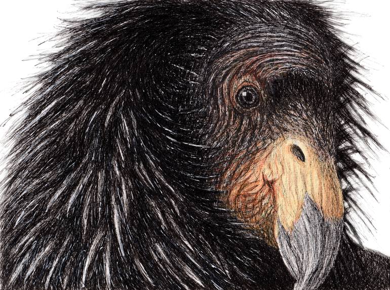 California Condor - Pen & Ink Drawing by Paul Braybrook | Saatchi Art