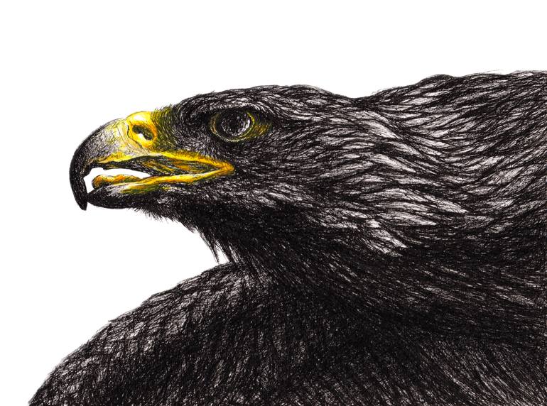 Eagle - Pen Drawing