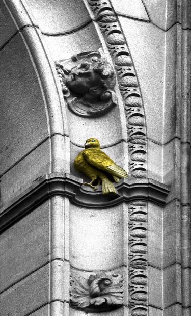 golden dove resting thumb