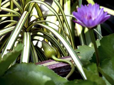 Print of Abstract Botanic Photography by Emme Pons