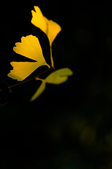 Ginkgo thumb