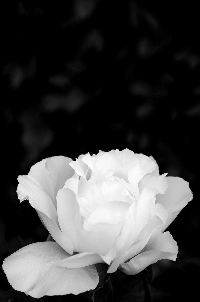 White Peony Limited Edition Of 1 Photography By Sven Ahlborn Saatchi Art