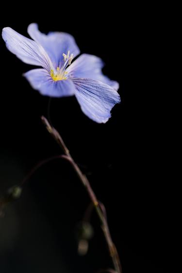 Flax in morning light - Limited Edition of 1 thumb
