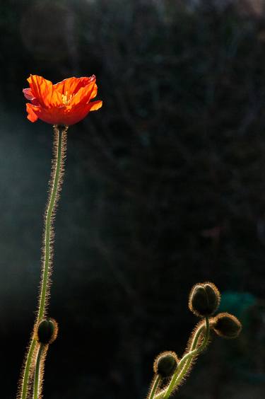 Print of Art Deco Floral Photography by sven ahlborn