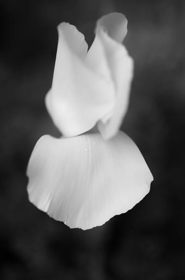 Original Art Deco Floral Photography by sven ahlborn