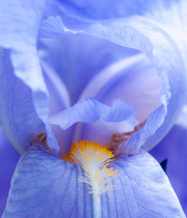 Print of Floral Photography by sven ahlborn