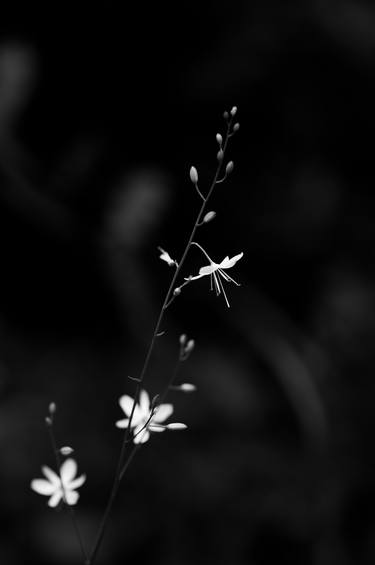 Original Floral Photography by sven ahlborn