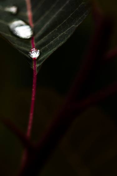 Original Art Deco Floral Photography by sven ahlborn