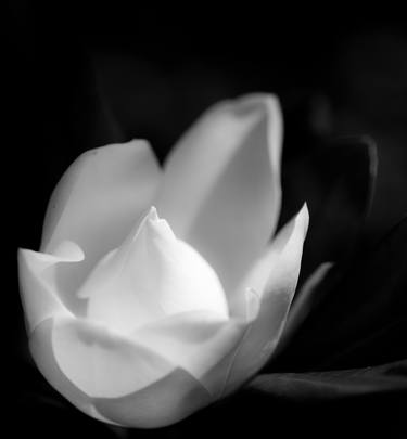 Print of Floral Photography by sven ahlborn