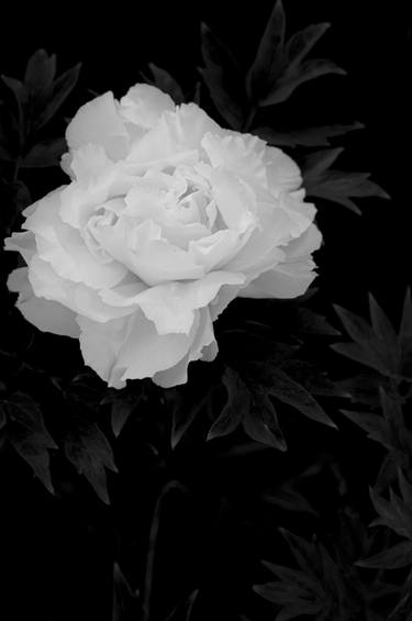 Peony - Limited Edition of 1 thumb