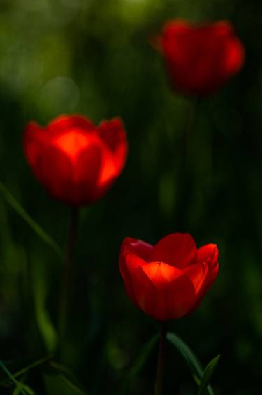 Trilogy of red tulipes - Limited Edition of 1 thumb