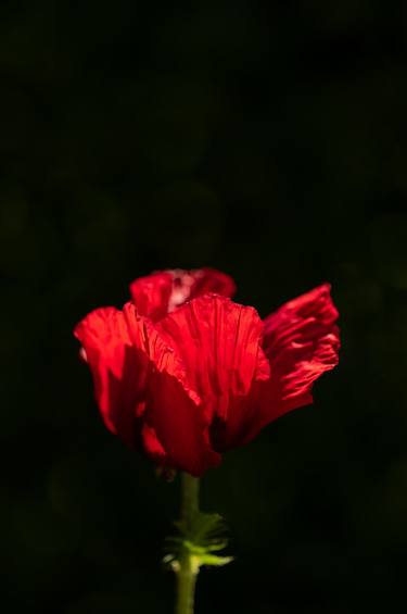 Original Floral Photography by sven ahlborn
