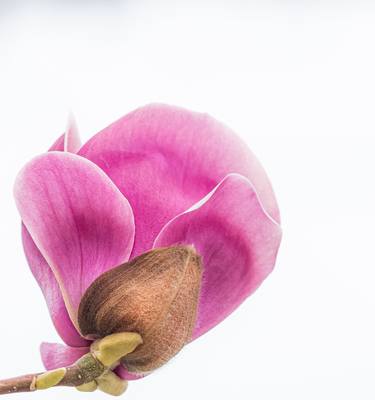 Original Art Deco Floral Photography by sven ahlborn