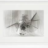 The Moth by Maciej Urbanek