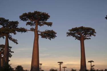 Madagascar's Baobabs thumb