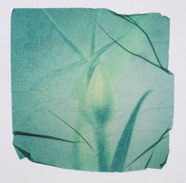 Alien polaroid emulsion transfer botanic inspired by nature thumb