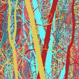 Into the Woods - Limited Edition of 10 by marya triandafellos