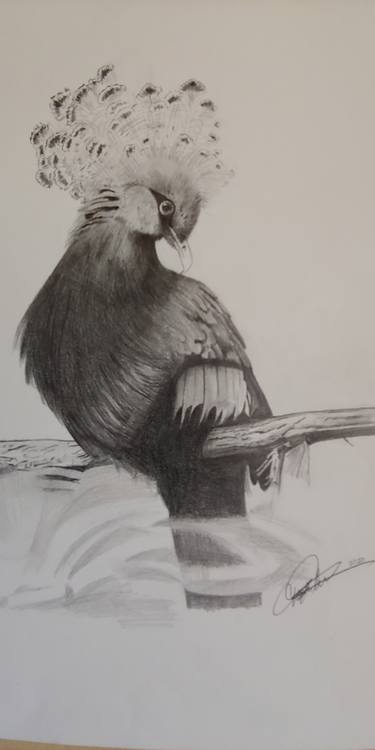 Print of Fine Art Animal Drawings by Charles Edwards