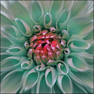 Print of Fine Art Floral Photography by Alec Moustris