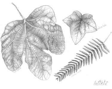 Original Abstract Botanic Drawings by Helikis Elif Toraman