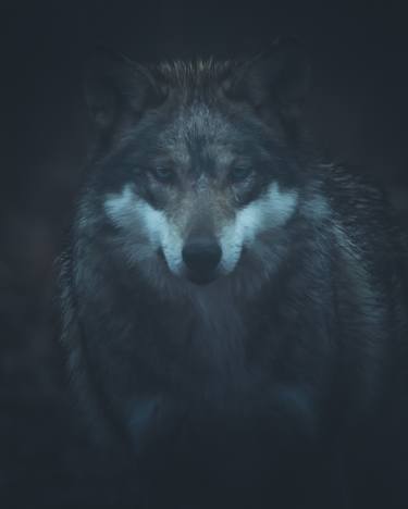 Original Modern Animal Photography by Aaron Mannes