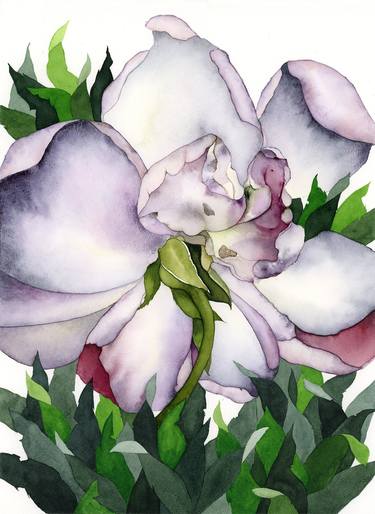 Original Botanic Paintings by Anto ZV