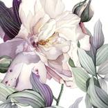 Collection Gouache Paintings