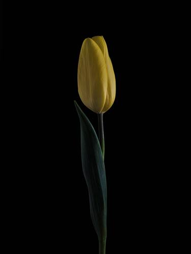 Yellow tulip - Limited Edition of 10 thumb