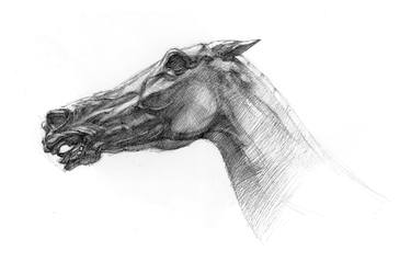 Original Expressionism Horse Drawings by Jack Liang Wang