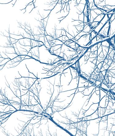 Snow-covered branches trees - Limited Edition of 5 thumb