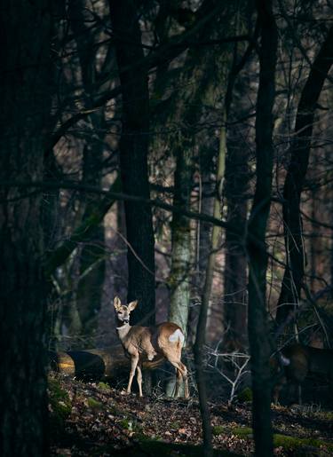 Print of Fine Art Animal Photography by Jonas Nystrom