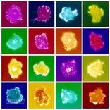 Natural Killers, 16 Unique Photograms - Limited Edition 1 of 3 by Jo Bradford
