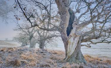 Original Fine Art Tree Photography by Matthew Thomas