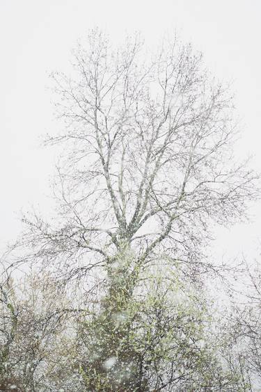 Tree in the blowing snow - Limited Edition 1 of 5 thumb