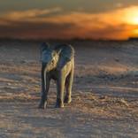 Collection Elephants