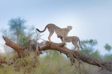 Print of Documentary Animal Photography by Ozkan Ozmen